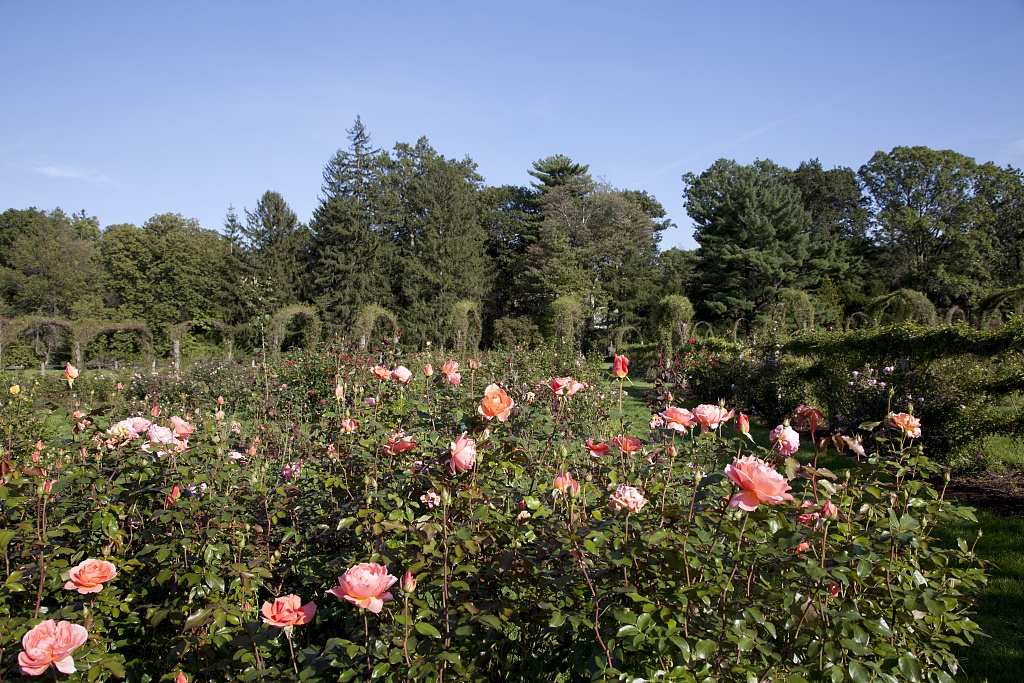 A beautiful rose garden